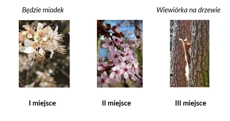 Nagrodzone prace w konkursie fotograficznym "Barwy Wiosny w Ciborzu" 2023
